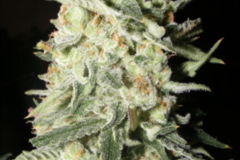 Sell: Green Crack seeds for sale! Green Crack Cecil B cut seeds Bx