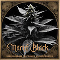 Sell: MARUF BLACK - reg photoperiod pollen 0.5ml