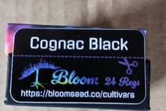 Vente: Cognac Black (Sour D x Sherbanger) - Bloom Seed Co / Boston Roots