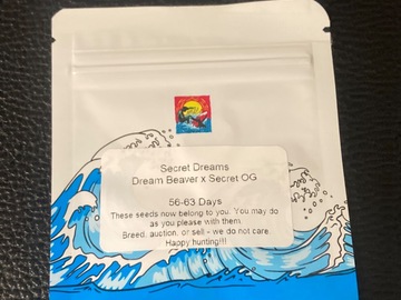 Sell: Secret Dreams (Dream Beaver x Secret OG) - Surfr Seeds