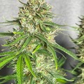 Venta: Time Warp  Feminized Autoflower 50pack (30 TO CHOOSE FROM)