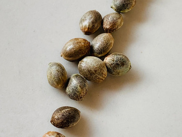 NEW! Humboldt Seed Co- SUPER HIGH LIFE - FEM Seeds (6pk+1FREE!)