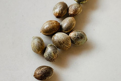 Sell: NEW! Humboldt Seed Co- SUPER HIGH LIFE - FEM Seeds (6pk+1FREE!)
