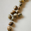 Venta: NEW! Humboldt Seed Co- SUPER HIGH LIFE - FEM Seeds (6pk+1FREE!)