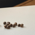 Venta: NEW! Humboldt Seed Co - THE UPSETTER - FEM Seeds (6pk+1FREE!)