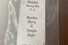 Sell: Member Berry x Temple Kush from Ethos