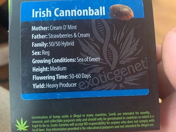 Venta: Irish Cannonball from Exotic