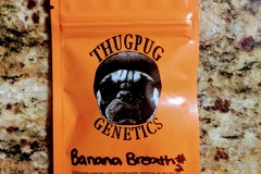 Sell: Thug Pug - Banana Breath #2