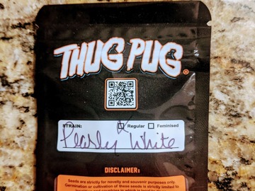 Sell: Thug Pug - Pearly White