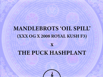Vente: Mandlebrots 'Oil Spill' x THE PUCK Hashplant