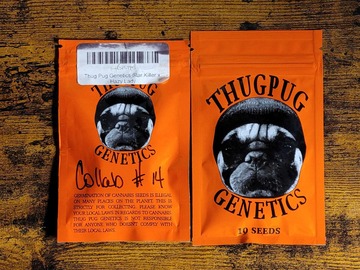 Vente: Thug Pug Collab #14