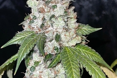 Venta: Chemistry f2 by Boston Roots Seed Co 12pk regs