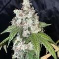 Venta: Chemistry f2 by Boston Roots Seed Co 12pk regs