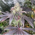 Venta: Fritter Banger by Boston Roots Seed Co 12pk regs
