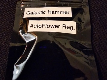 Vente: Viking Gardens Galactic Hammer 12+ Pack Auto Reg