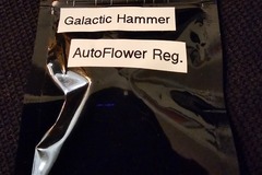 Venta: Viking Gardens Galactic Hammer 12+ pack Auto Regular