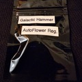 Sell: Viking Gardens Galactic Hammer 12+ Pack Auto Reg