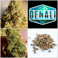 Vente: SALE Denali Collection 10 Packs 108 Seeds