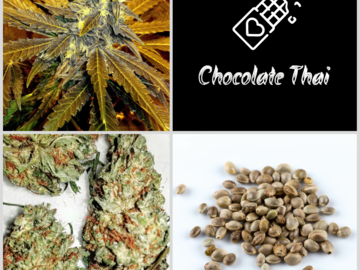 Vente: SALE Chocolate Thai Collection 10 Packs 120 Seeds