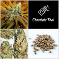 Vente: SALE Chocolate Thai Collection 10 Packs 120 Seeds