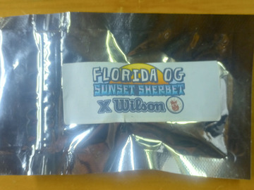 Sell: Florida OG Sunset Sherbet x Wilson - Masonic Seeds