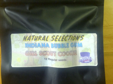 Vente: Indiana Bubblegum x Girl Scout Cookies NS - Masonic Seeds