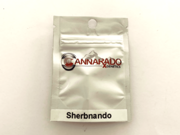 Vente: Cannarado Genetics - Sherbnando 10+ Feminized seeds