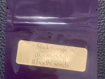 Vente: Black Triangle (Triangle Kush x 88G13HP) - Bodhi Seeds