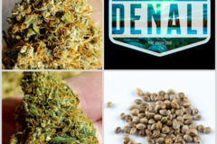 Enchères: Auction - Denali Collection 10 Packs 108 Seeds
