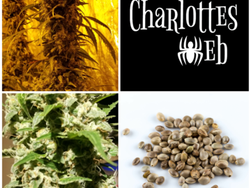 Subastas: Charlottes Web Collection - 7 Packs 84 Seeds