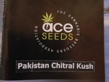 Sell: Pakistan chitral kush Ace seeds