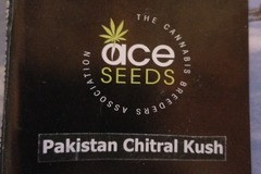 Sell: Pakistan chitral kush Ace seeds