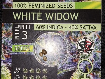Vente: White Widow by Vision Seeds 3 Feminized Seeds