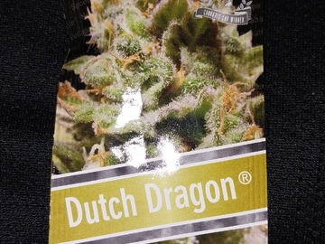 Venta: Dutch Dragon 3 Feminized Seeds by Paradise Seeds