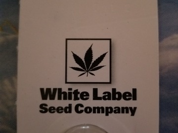 Sell: master kush white label seed co