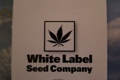 Venta: master kush white label seed co