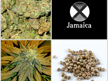 Subastas: Auction - Updated Jamaica Collection - 10 Packs - 120 Seeds