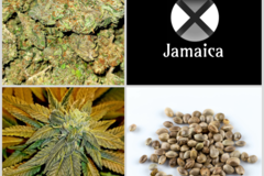 Auction: Auction - Updated Jamaica Collection - 10 Packs - 120 Seeds
