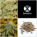 Enchères: Auction - Updated Jamaica Collection - 10 Packs - 120 Seeds