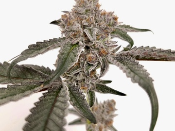 Vente: Iced Out Meat #215 (Meat Breath x Platinum Icing) - Microbe Bros