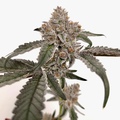 Venta: Iced Out Meat #215 (Meat Breath x Platinum Icing) - Microbe Bros