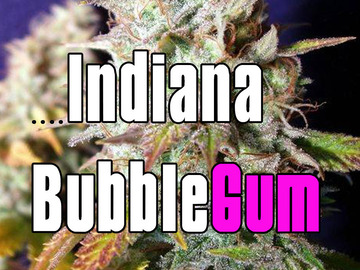 Venta: Indiana bubblegum