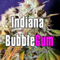 Sell: Indiana bubblegum