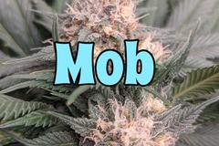 Sell: MOB