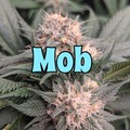 Sell: MOB