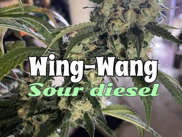Vente: Wing-wang sour diesel