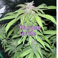 Vente: Purple Urkle