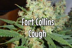 Vente: Fort Collins Cough