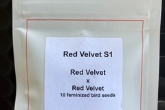 Venta: Red Velvet S1 from LIT Farms