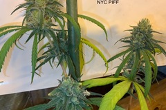 Venta: NYC Piff - NL5 x Haze A - PCG cuttings